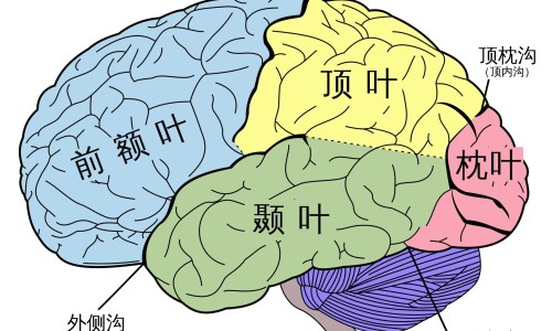 冠心病人合理运动-冠心病人运动项目-专业冠心病人运动项目指南平台-冠心病人合理运动